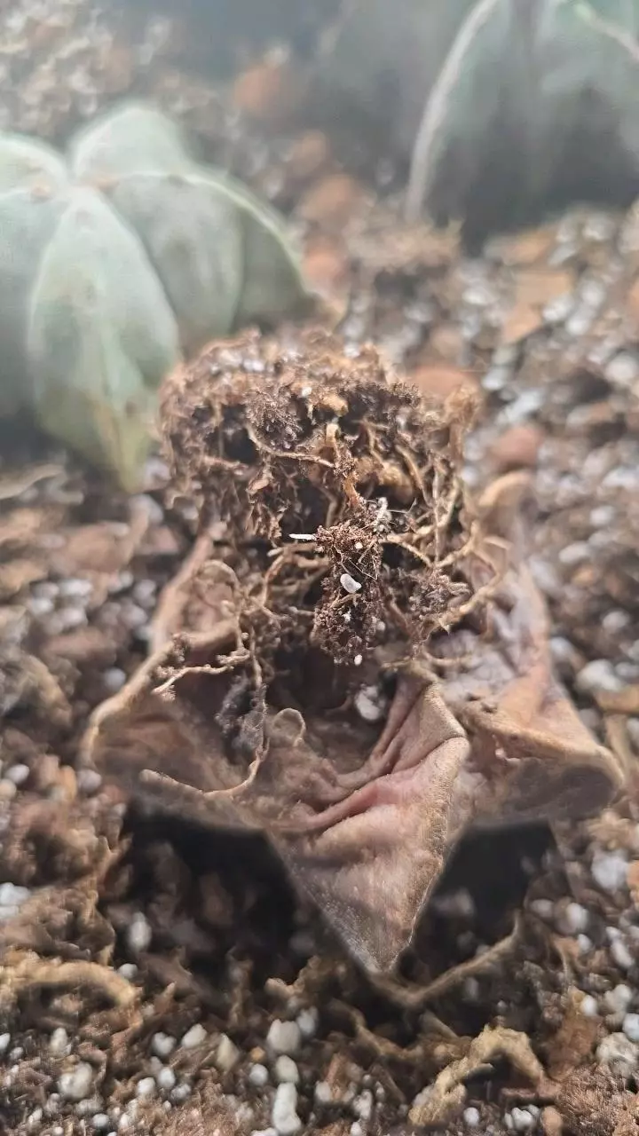 plant/Astrophytum myriostigma 2.5 inch #1-1