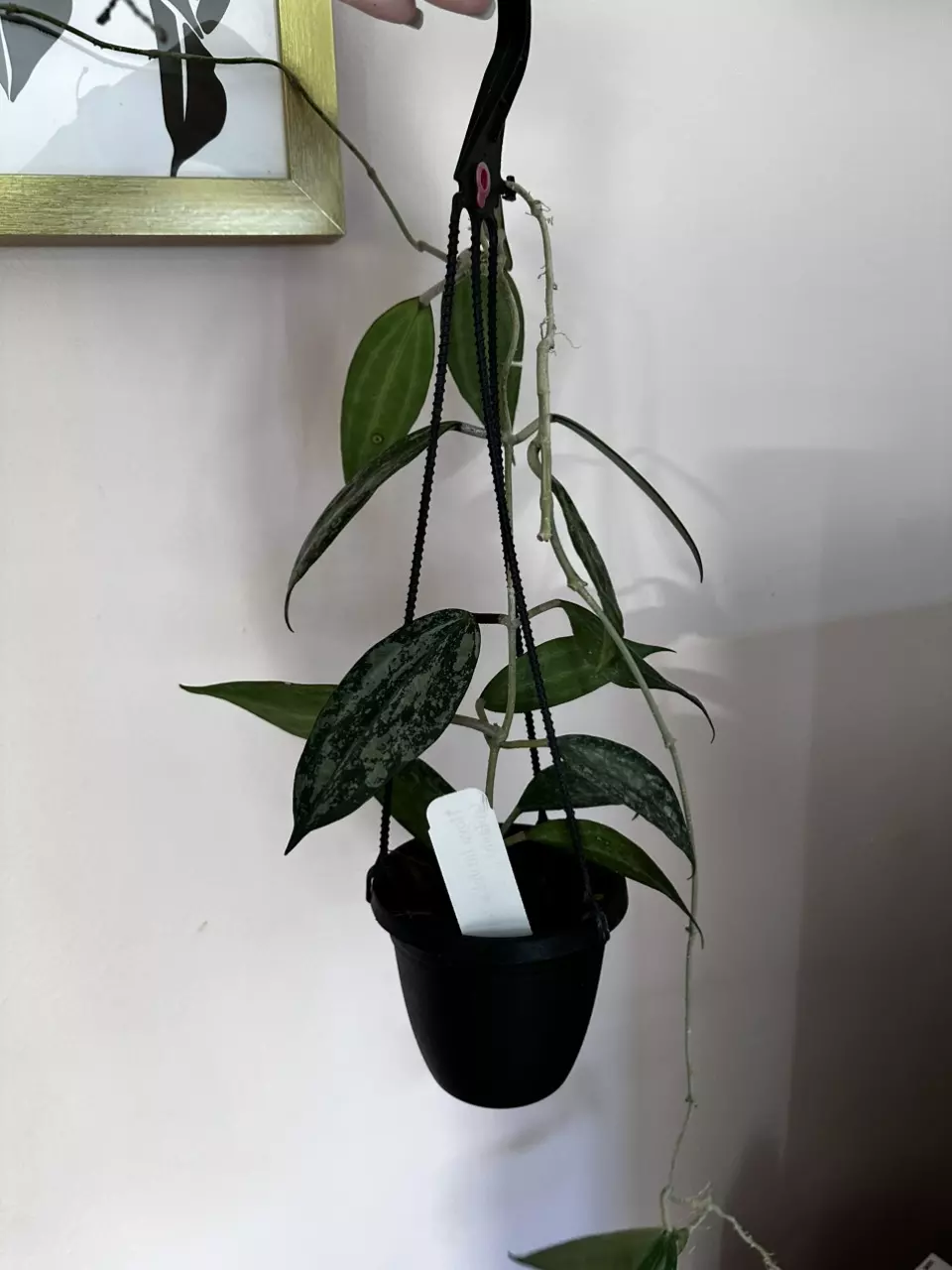 plant/Hoya rangsan splash-1