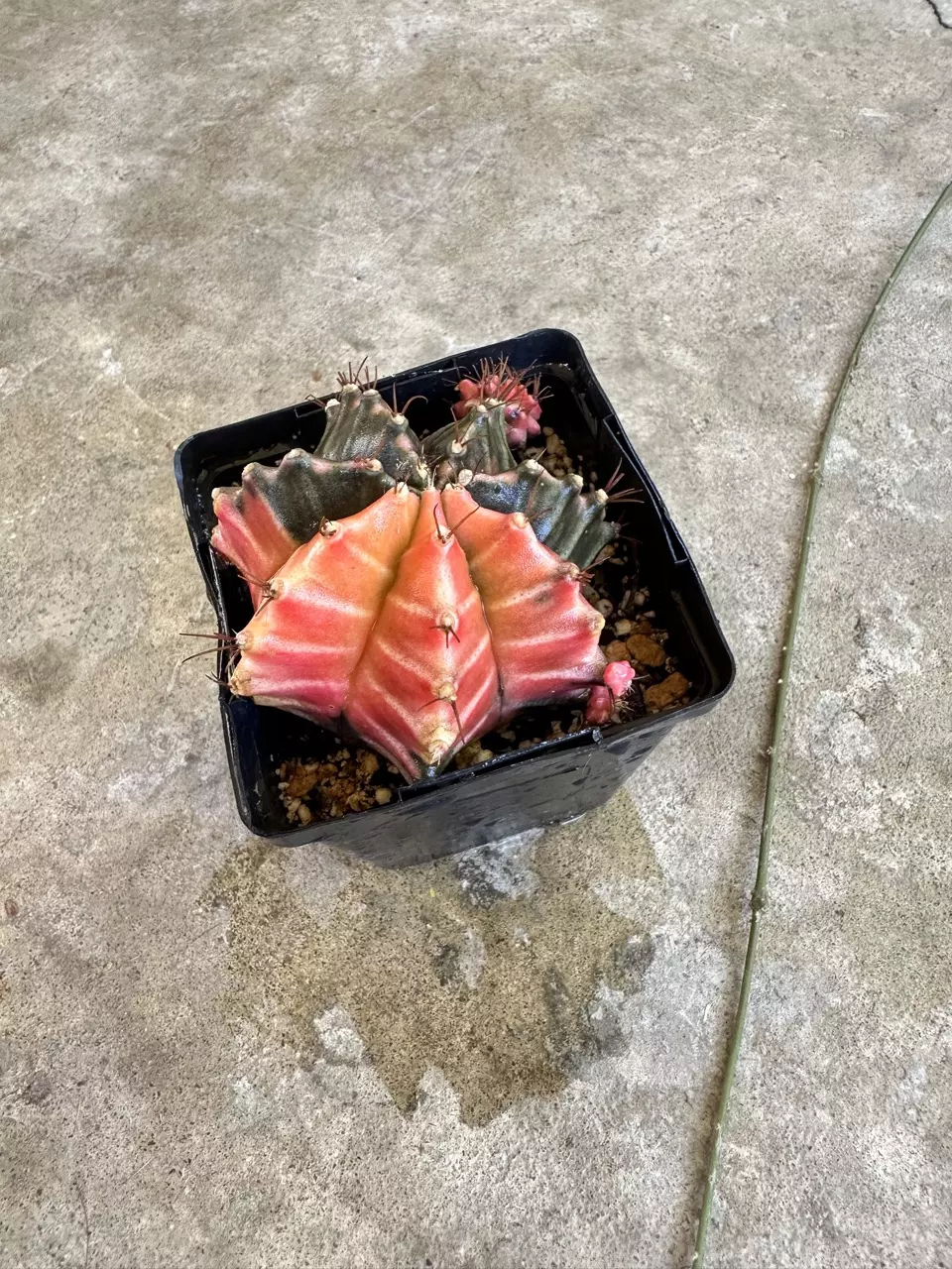 plant/Gymnocalycium Var-1