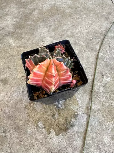 plant/Gymnocalycium Var-1-thumbnail