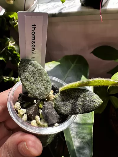 plant/Hoya thompsonii splash-1-thumbnail