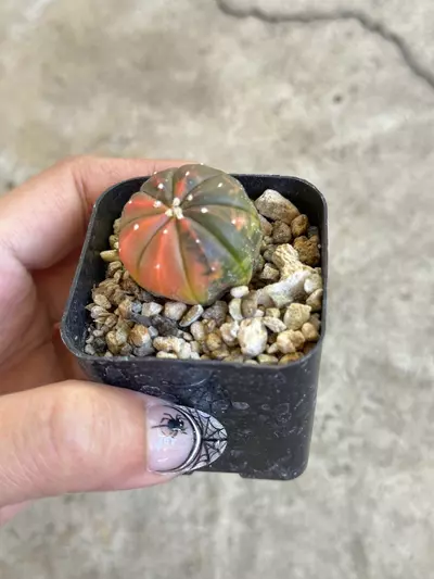 plant/Astrophytum variegated orange color-1-thumbnail