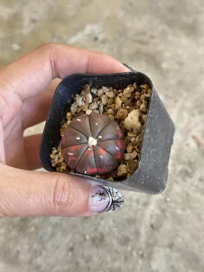 plant/Astrophytum variegated red color-3-thumbnail