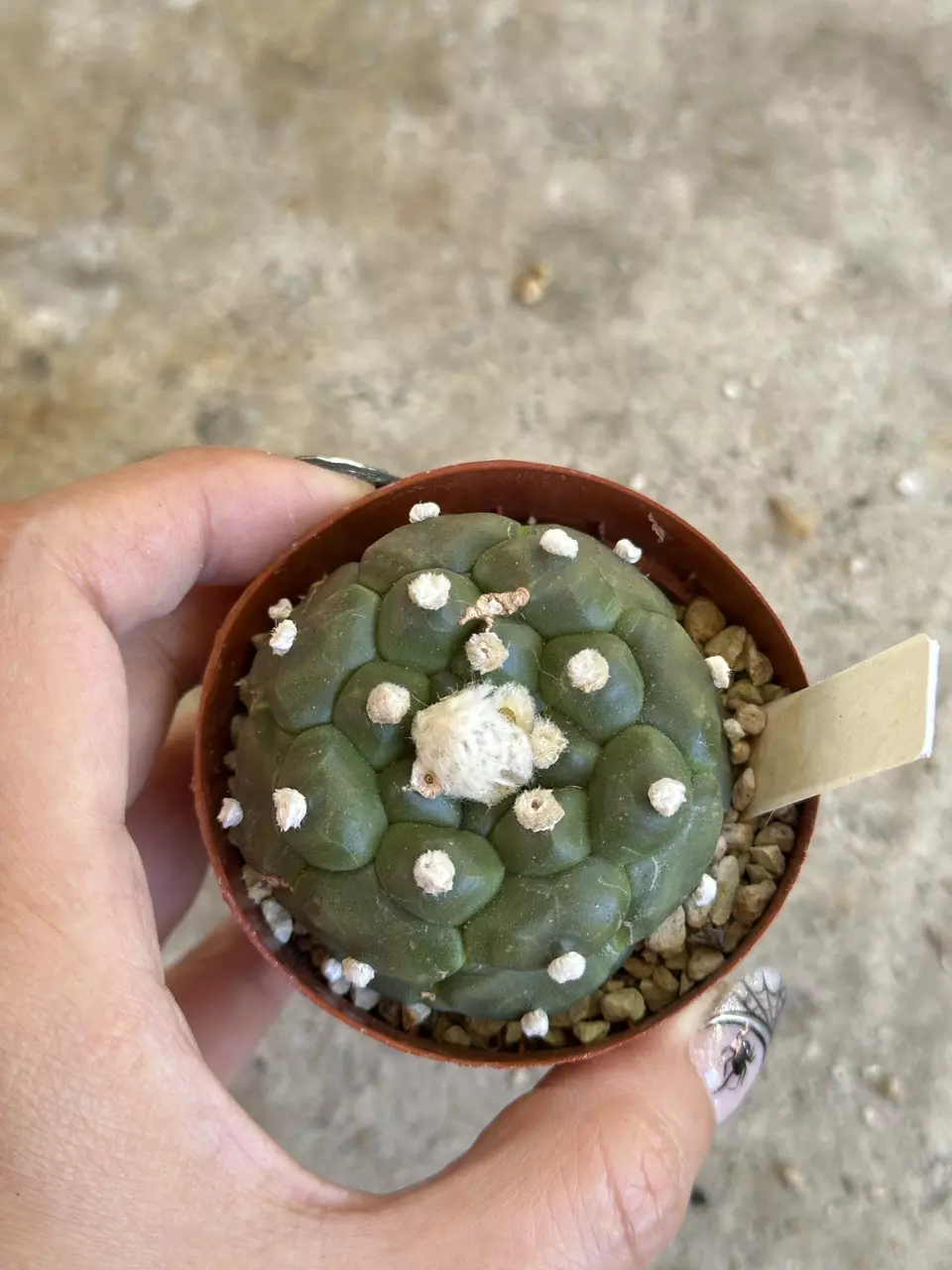 plant/Astrophytum Kikko flowering size-0