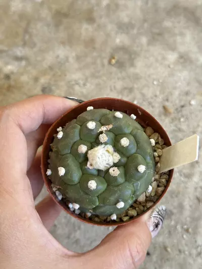 plant/Astrophytum Kikko flowering size-0-thumbnail