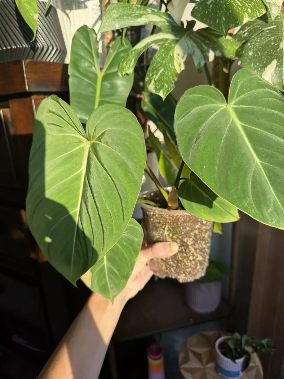 plant/Philodendron Gloriosum-1