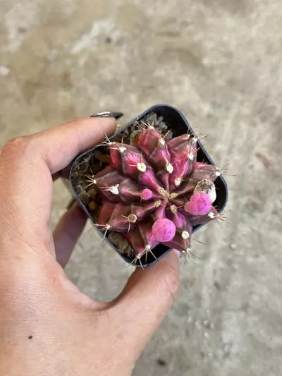 plant/Gymnocalycium Variegated “Pink Diamond”-3-thumbnail