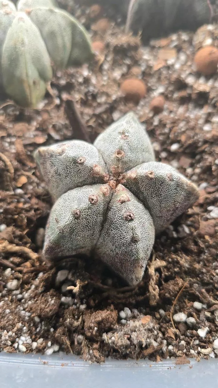 plant/Astrophytum myriostigma 2.5 inch #1-0