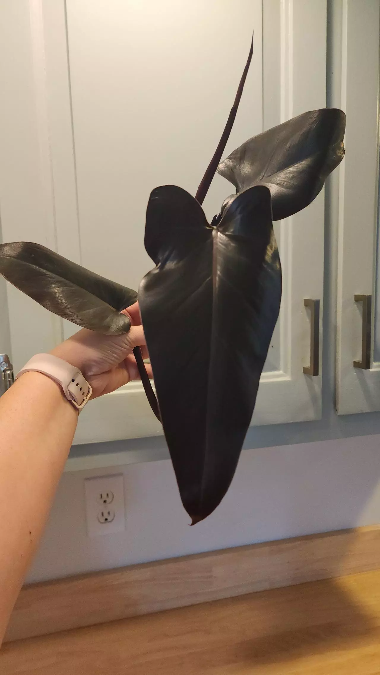 plant/Philo Majesty Top Cutting-4