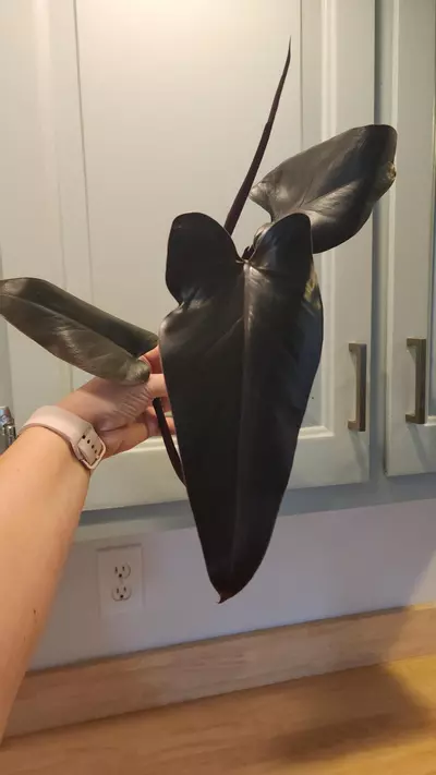 plant/Philo Majesty Top Cutting-4-thumbnail