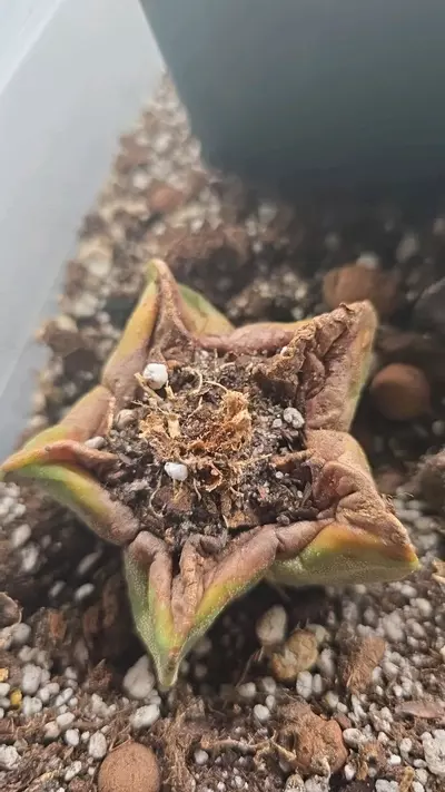 plant/Astrophytum myriostigma 2.5 inch #2-1-thumbnail