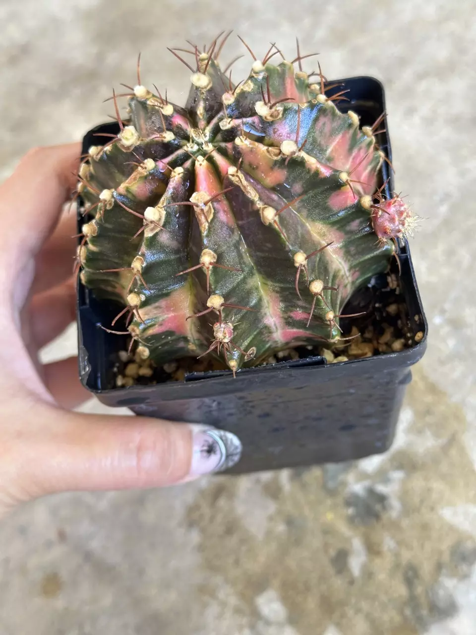 plant/Gymnocalycium variegated-4
