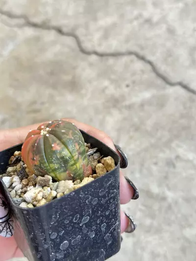 plant/Astrophytum variegated orange color-3-thumbnail