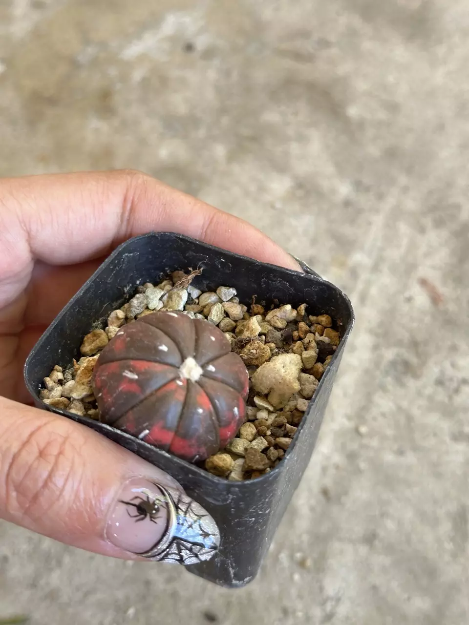 plant/Astrophytum variegated red color-4