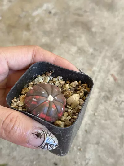 plant/Astrophytum variegated red color-4-thumbnail