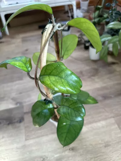 plant/Hoya fungii-2-thumbnail