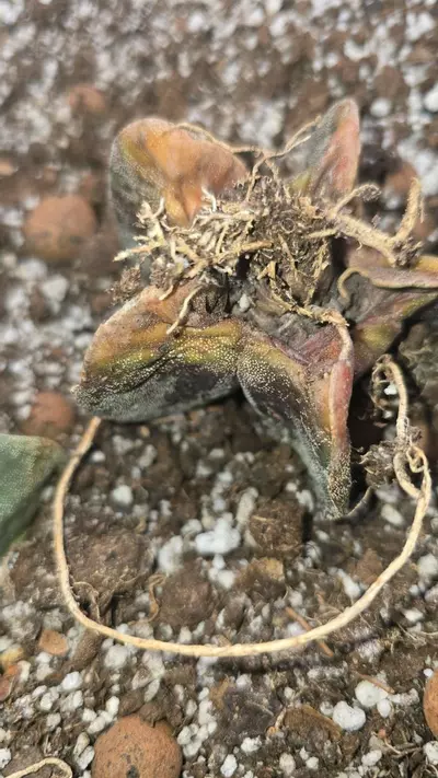 plant/Astrophytum myriostigma 2.5 rooted flowering size.-1-thumbnail