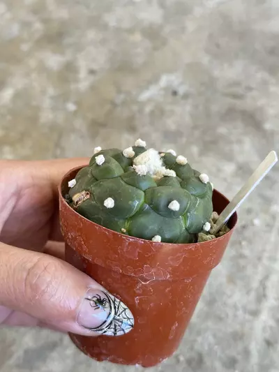 plant/Astrophytum Kikko flowering size-2-thumbnail