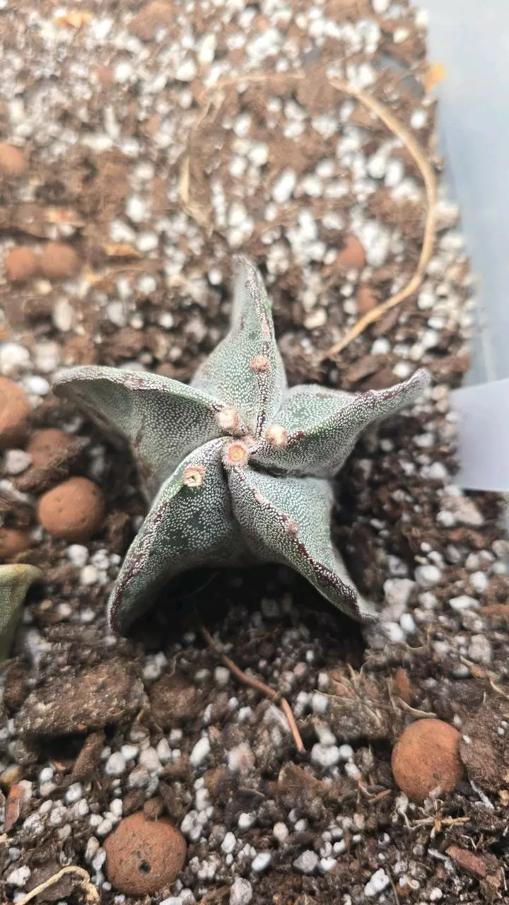plant/Astrophytum myriostigma 2.5 rooted flowering size.-0