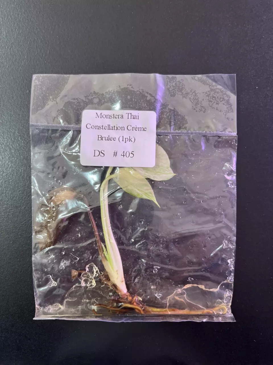 plant/Monstera creme brûlée TC-0