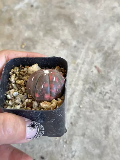 plant/Astrophytum variegated red color-2-thumbnail