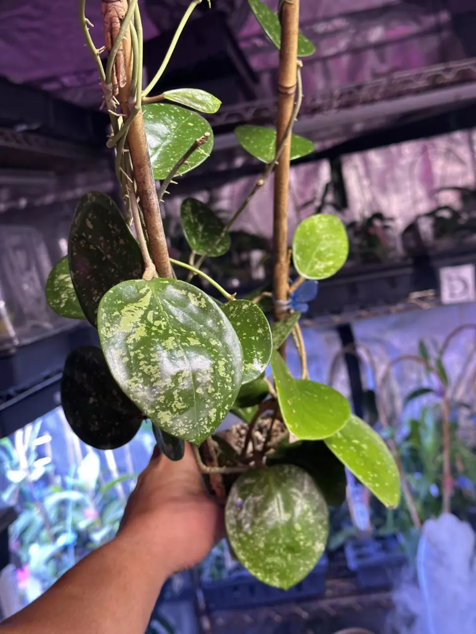 plant/✨859  Hoya verticillata heartleaf splash MONSTER MOMMA-0