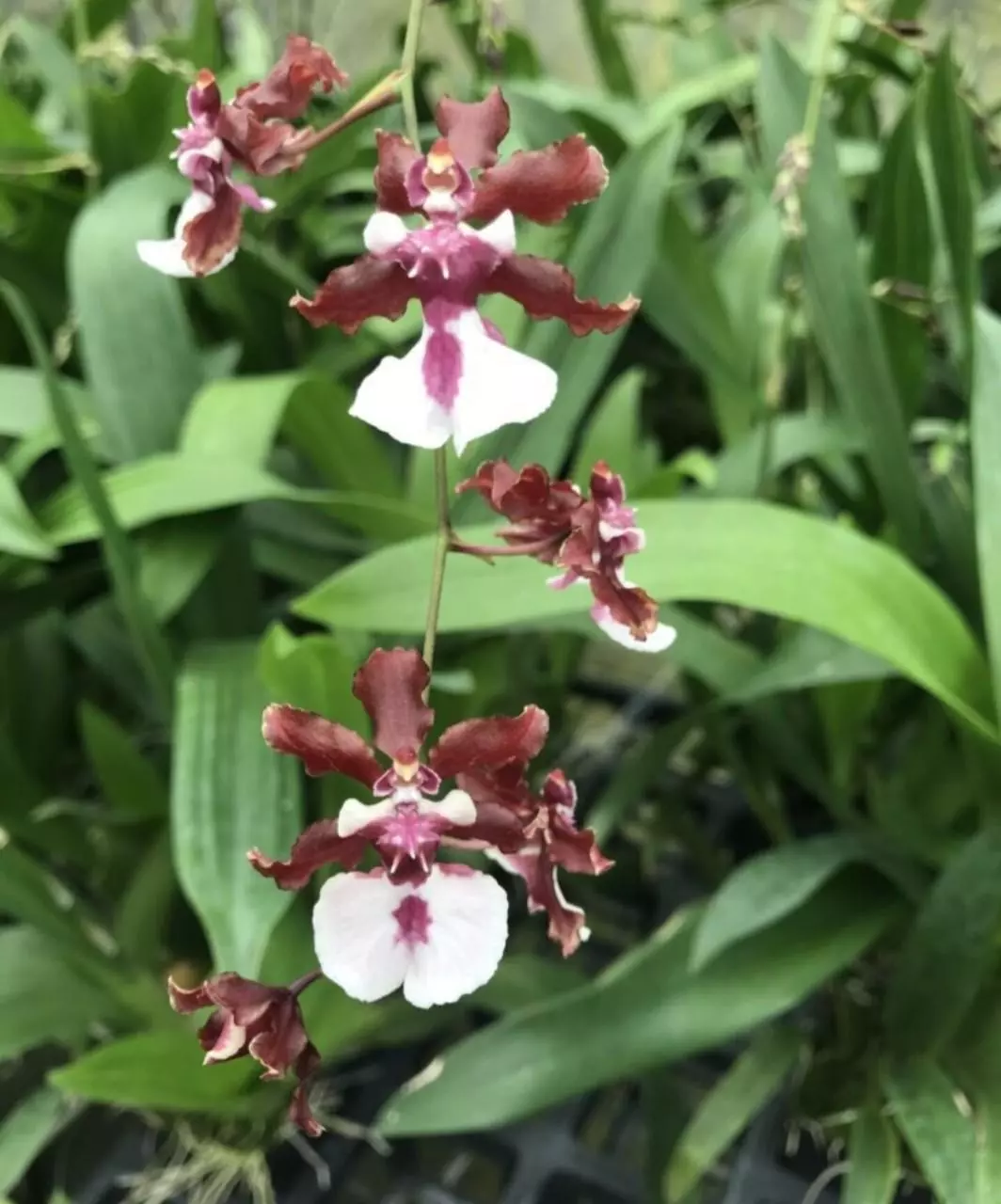 plant/Oncidium Sharry Baby Chocolate Fragrant Orchid-0