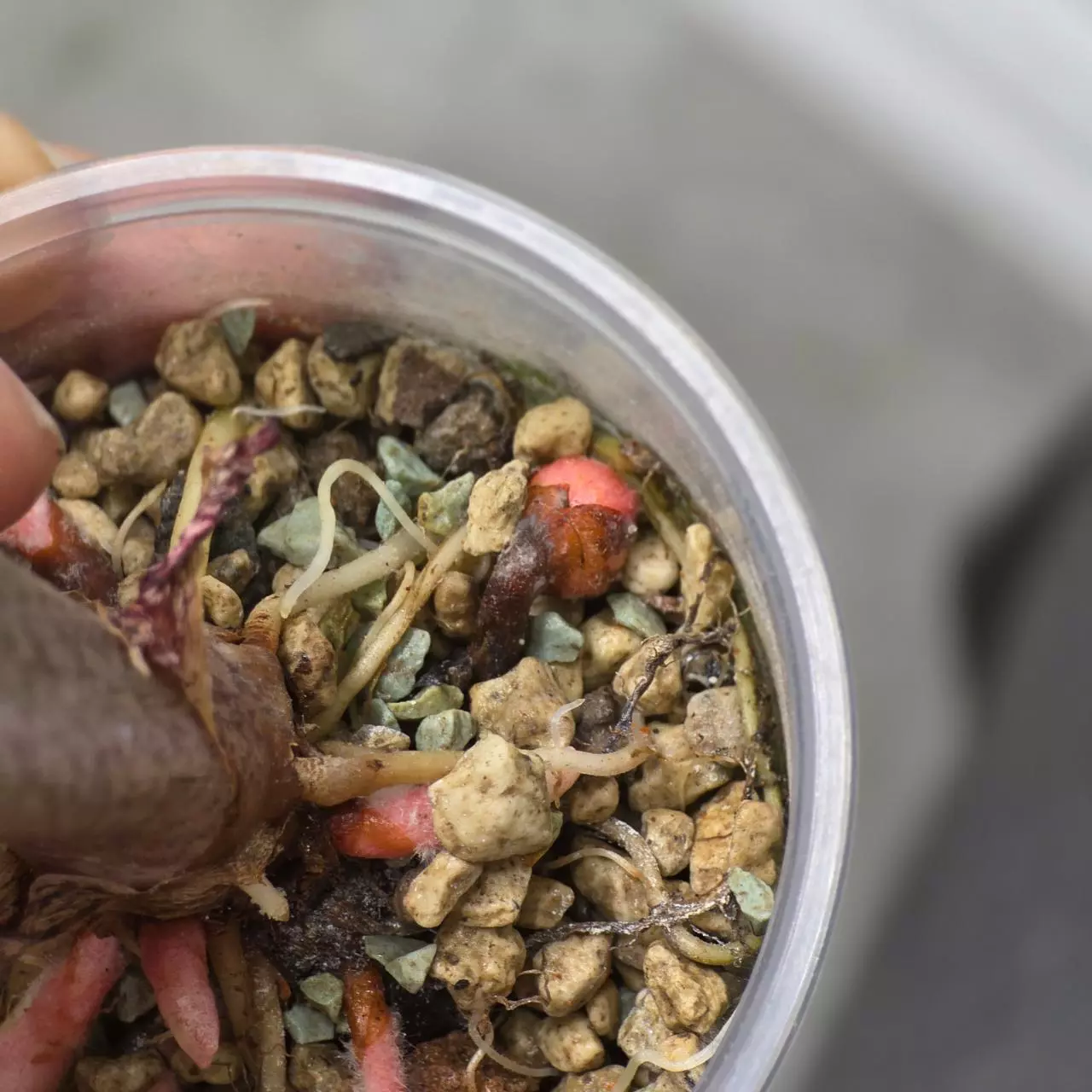 plant/1 CORM - Stingray Albo-1