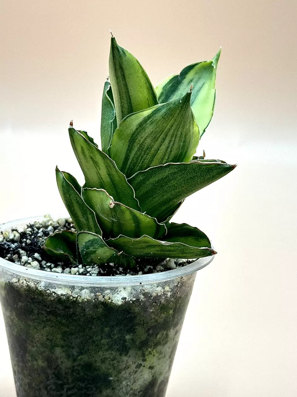 plant/Andaman variegated (large size)-1