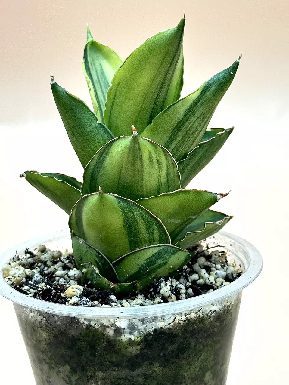 plant/Andaman variegated (large size)-0
