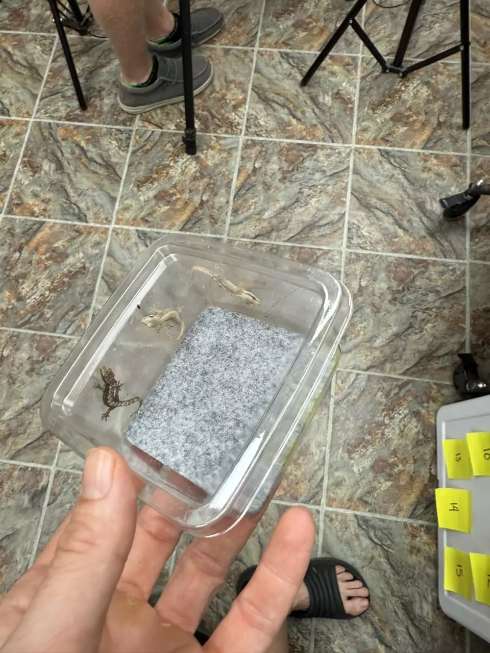 plant/3-Pack SMALL - Type A Mourning Geckos-0