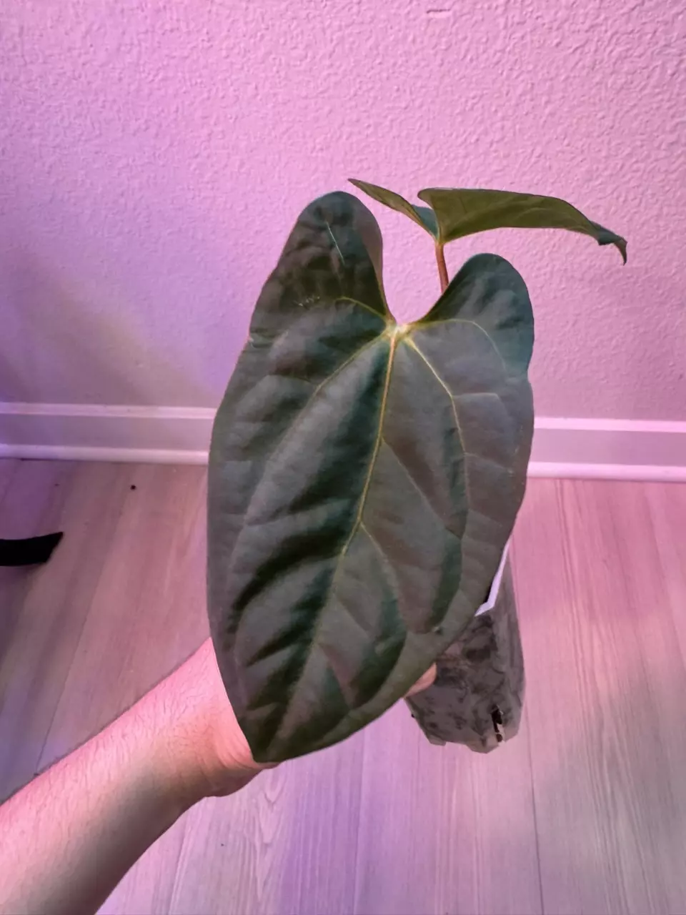 plant/Red Spider x Open-0
