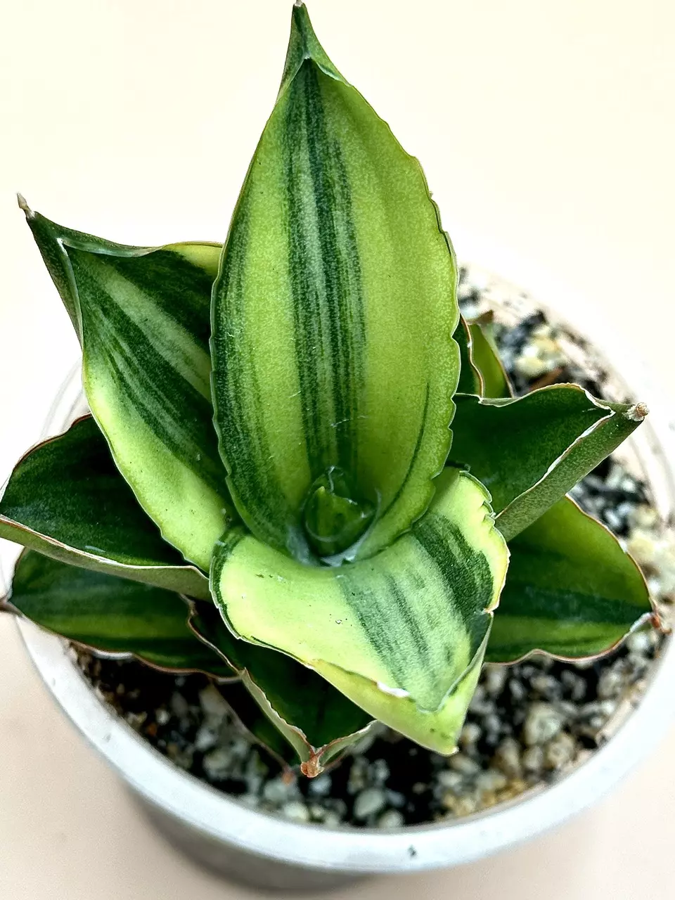 plant/Andaman variegated (large size)-2