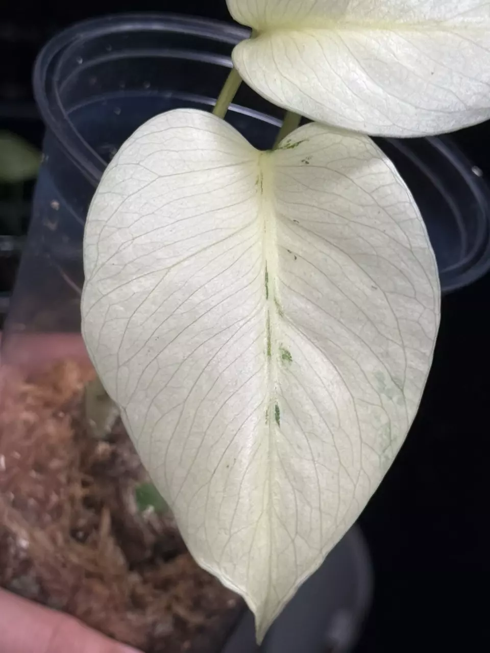 plant/Monstera White Tears • full mint-1