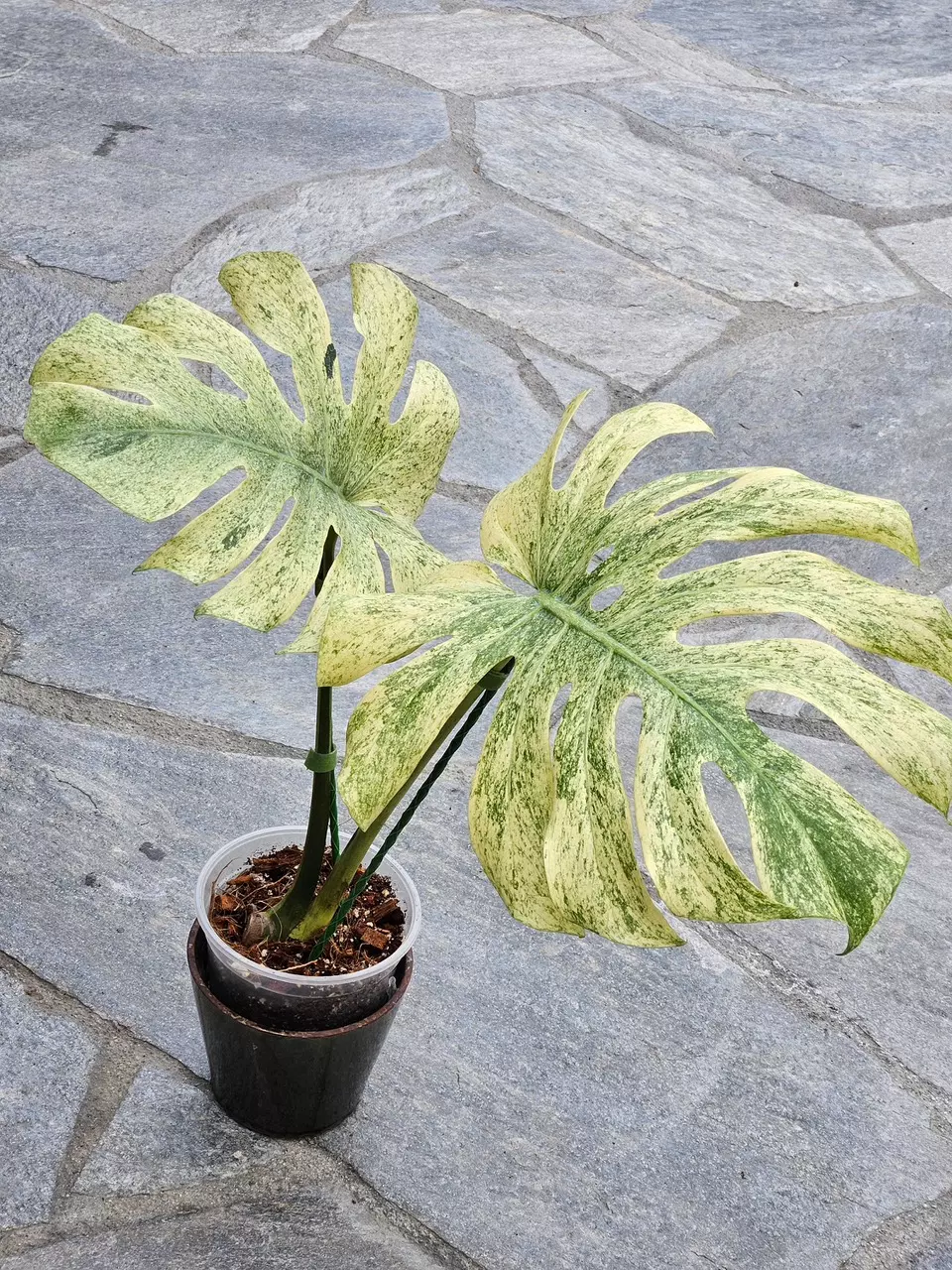 plant/Monstera White Tears • full mint-5