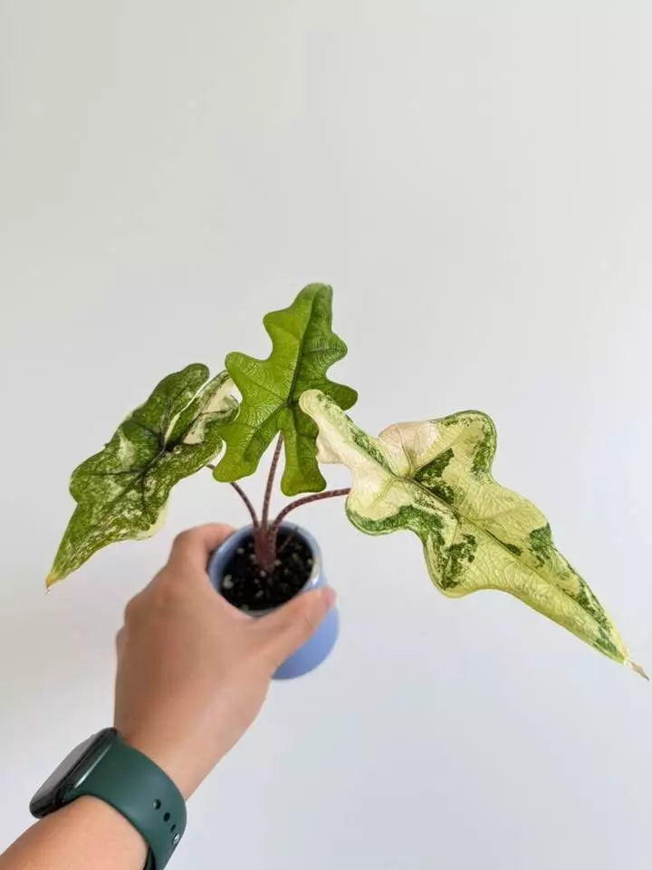 plant/Alocasia Jacklyn Aurea PUP-0