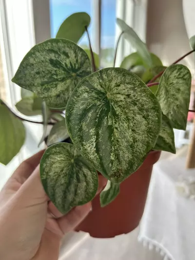 plant/Watermelon Variegated Peperomia 6”-0-thumbnail