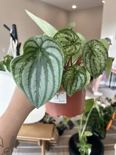 plant/Watermelon Variegated Peperomia 6”-1-thumbnail