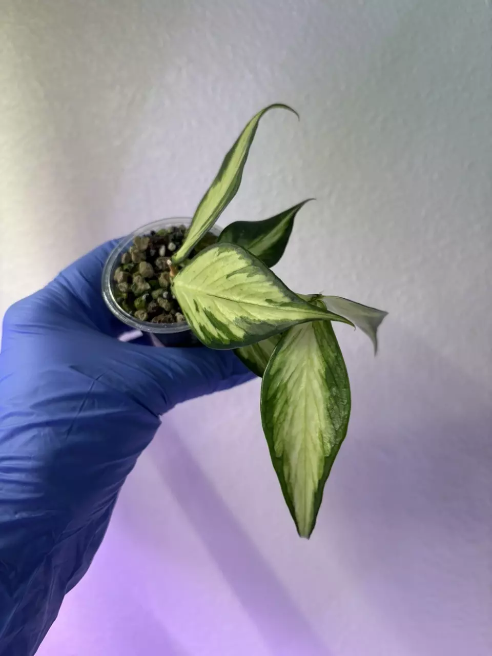 plant/Hoya Polyneura Inner Variegated-1