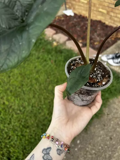 plant/Alocasia Scalprum-3-thumbnail