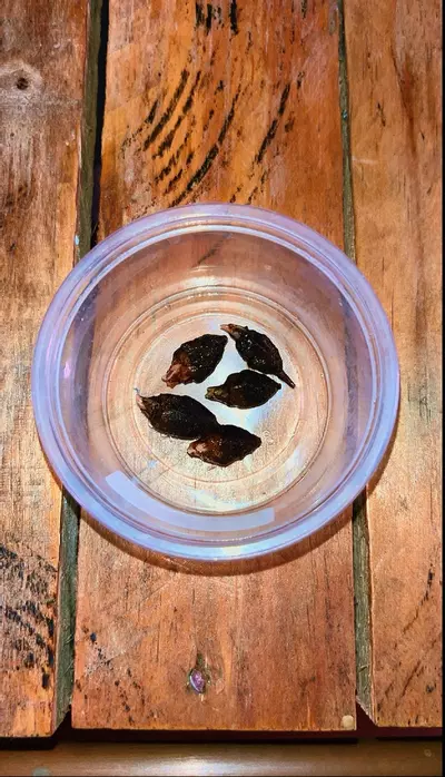 plant/Alocasia stingray *pups-1-thumbnail