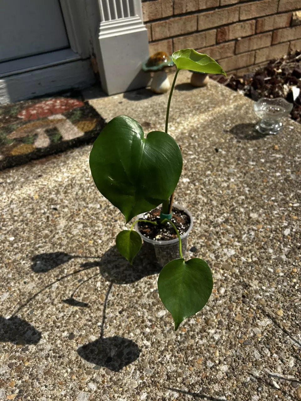 plant/Monstera Deliciosa-3