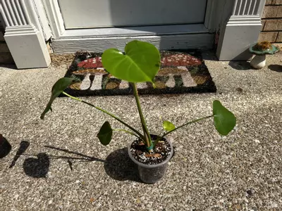 plant/Monstera Deliciosa-4-thumbnail