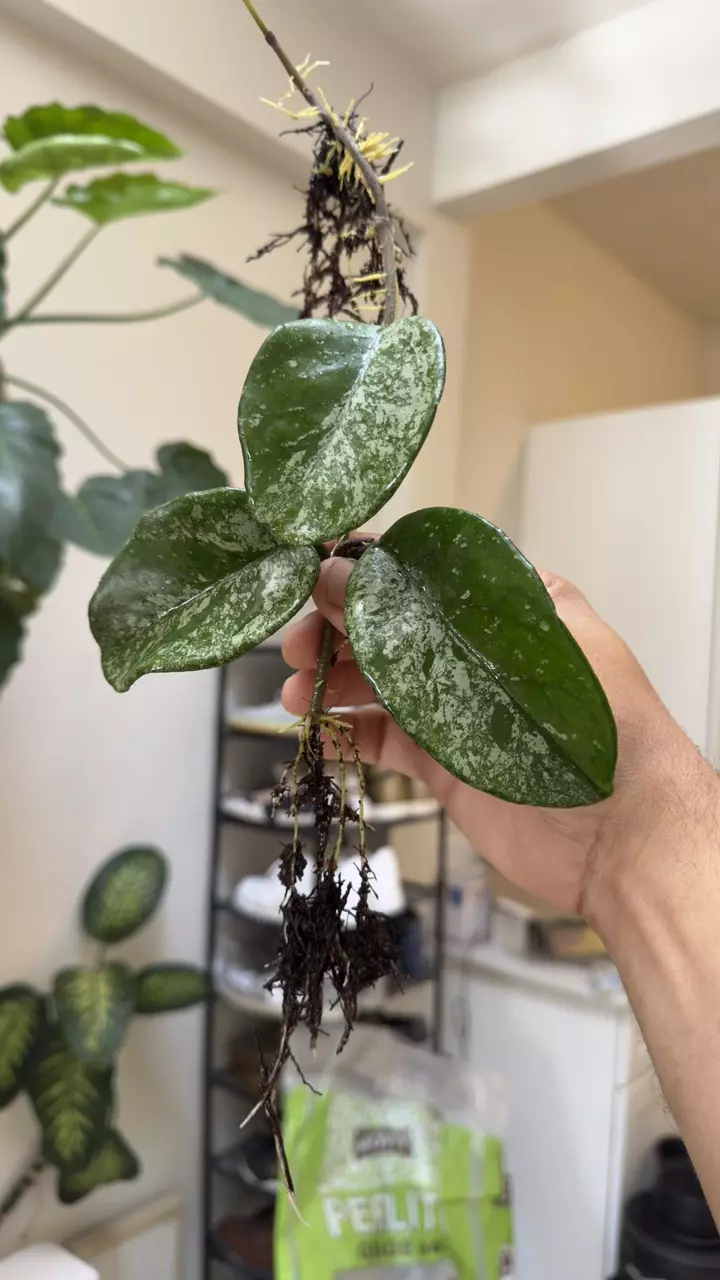 plant/Hoya Leland Joseph super splash-0