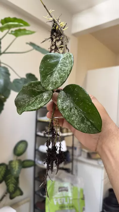 plant/Hoya Leland Joseph super splash-0-thumbnail