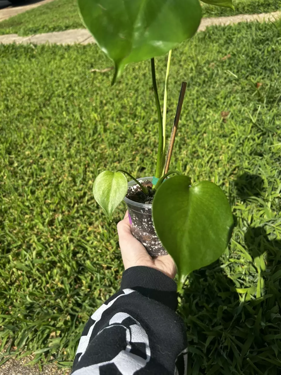 plant/Monstera Deliciosa-1