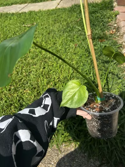 plant/Monstera Deliciosa-3-thumbnail