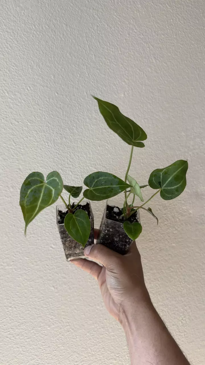 plant/Anthurium blue velvet by Barry Schwartz-0