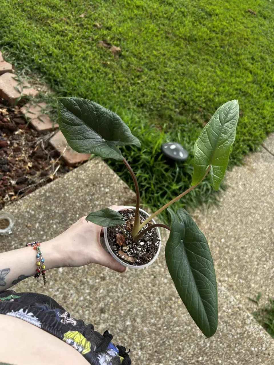 plant/Alocasia Scalprum-4