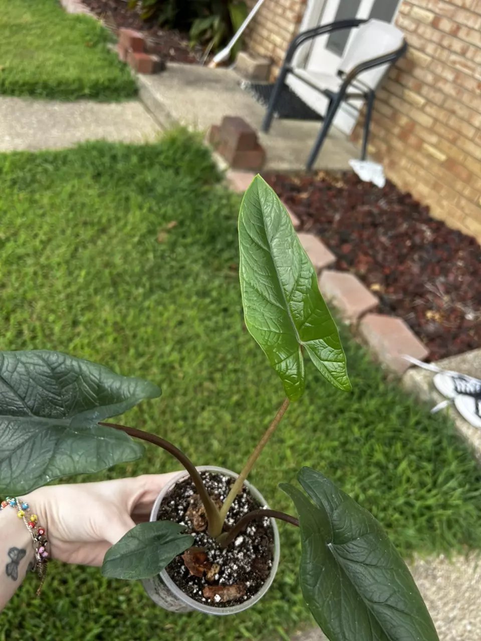 plant/Alocasia Scalprum-1